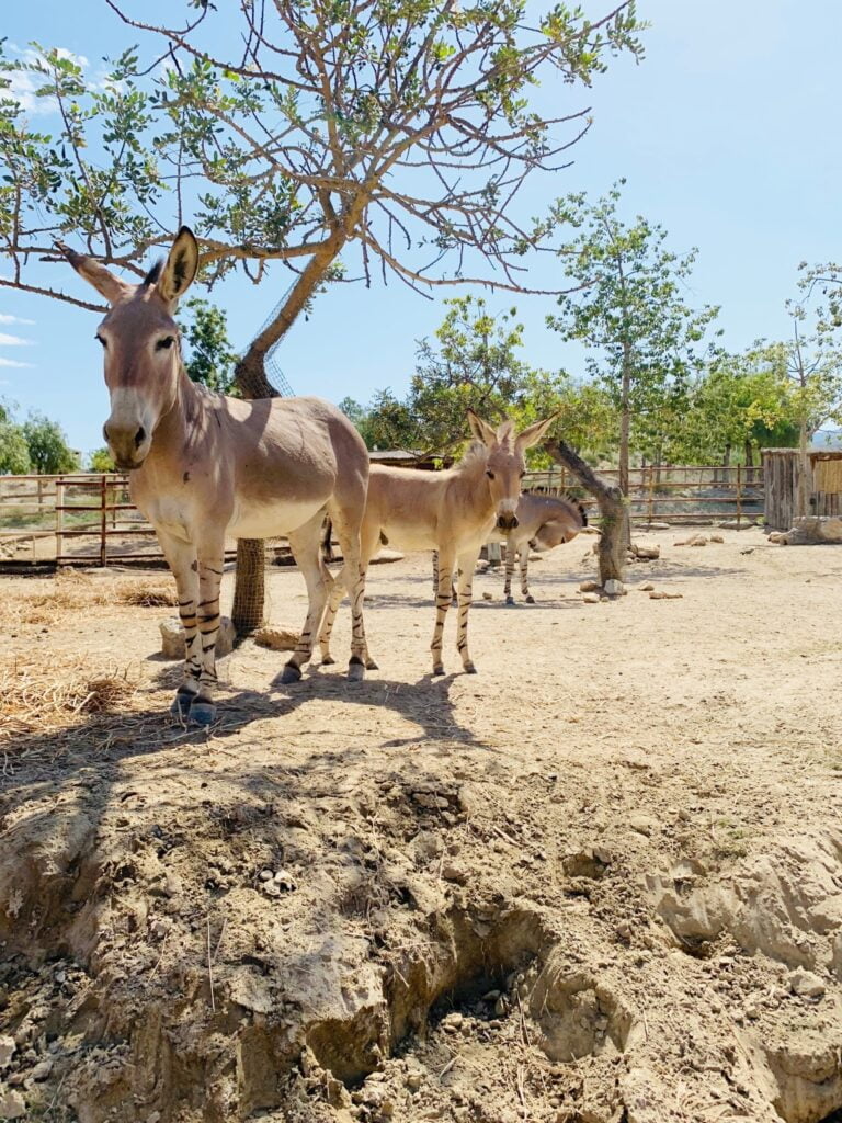 Bebé asno somalí precioso. Especie en peligro de extinción