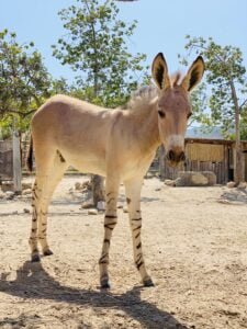 Bebé Asno somalí. Especie en peligro de extinción