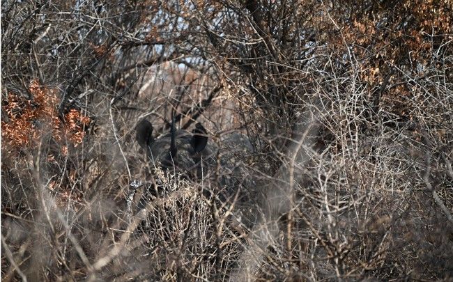2 - A black rhino in the bush at uMkhuze. Image credit Jasper Visser