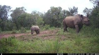 Black rhino mother and calf photograped on camera trap